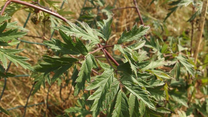 Gr&uuml;ne Bl&auml;tter zeigen auf einer Pflanze, die m&ouml;glicherweise von Blattl&auml;usen befallen ist, w&auml;hrend im Hintergrund trockenes Gras sichtbar ist.
