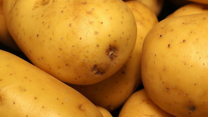 Die Pellkartoffeln liegen zusammen in einem Haufen und sind ungesch&auml;lt, mit einer rauen, gelben Schale und kleinen Flecken.