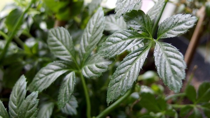 Gr&uuml;ne Bl&auml;tter einer Pflanze wachsen gesund und kr&auml;ftig, w&auml;hrend sie vor Schildl&auml;usen gesch&uuml;tzt werden sollen.