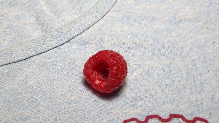Ein rotes Beerenst&uuml;ck liegt auf einem hellblauen T-Shirt, das einen Fleck hinterlassen hat.