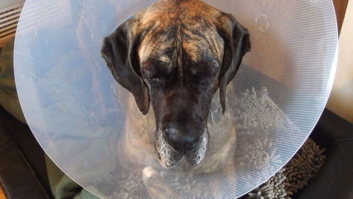 Ein Hund mit Halskrause sitzt auf einem weichen Bett und wirkt m&uuml;de, umgeben von Decken und einem ruhigen Raum.