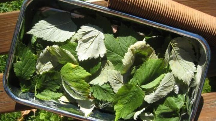 Mit frischen Himbeerbl&auml;ttern aus dem Garten kannst du einfach deinen eigenen gesunden Tee herstellen &ndash; wie im Artikel beschrieben.