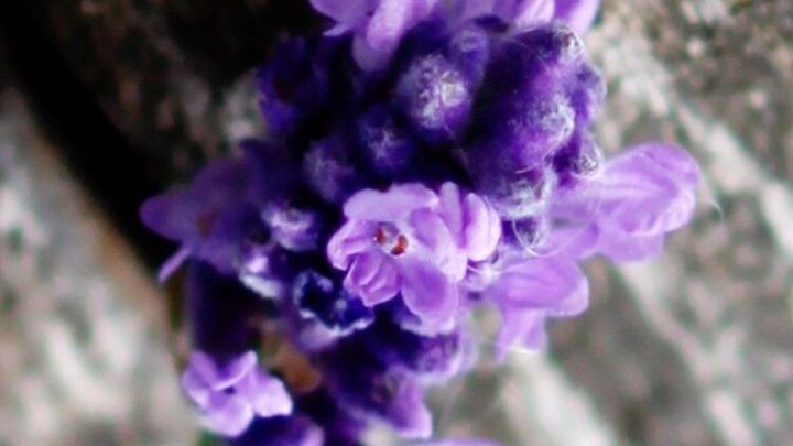 Eine Lavendelbl&uuml;te steht an einem Stein, sanft im Wind wiegend, ideal, um Fliegen vom Picknick fernzuhalten.