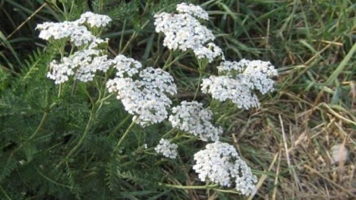 Wei&szlig;e Schafgarbe bl&uuml;ht in einer gr&uuml;nen Wiese, umgeben von Gr&auml;sern und Kr&auml;utern, die nat&uuml;rliche Linderungsmittel bieten.