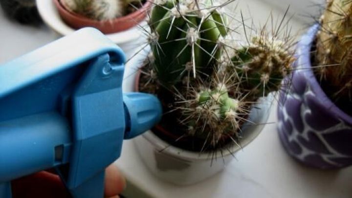 Ein blauer Spr&uuml;hkopf wird auf Kakteen gerichtet, die in T&ouml;pfen auf einer Fensterbank stehen, um sie leichter zu gie&szlig;en.