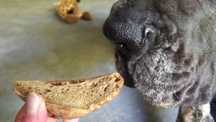 Ein Hund schnuppert neugierig an einem St&uuml;ck Zahnpflegekeks, w&auml;hrend ein Mensch es ihm anbietet, in einer ruhigen Umgebung.