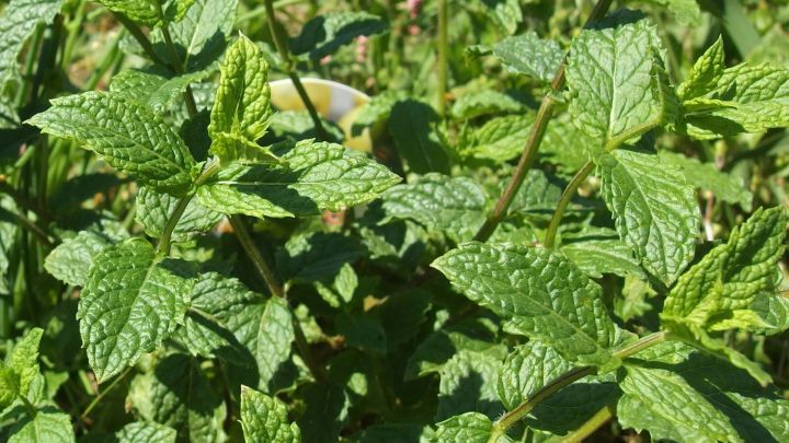 Gr&uuml;ne Kr&auml;uter sprie&szlig;en lebendig im Garten, w&auml;hrend sie frisch gehalten werden und in gesunder Erde wachsen.