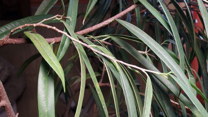 Gr&uuml;ne Pflanzenzweige h&auml;ngen lebendig &uuml;ber einem Tisch in einem Eiscaf&eacute;, das eine entspannte Atmosph&auml;re schafft.