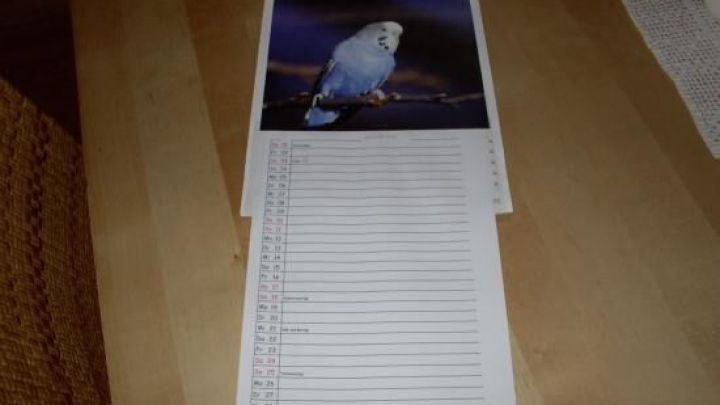 Ein Wandkalender liegt auf einem Tisch, mit einem Vogelbild oben und leeren Zeilen darunter f&uuml;r Notizen.