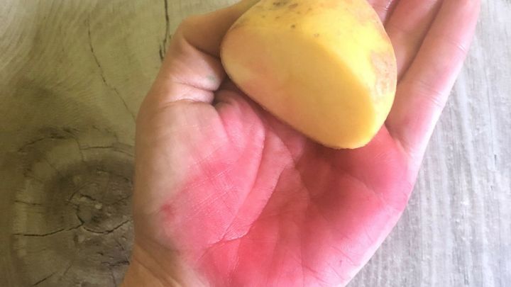 Eine Hand h&auml;lt eine gelbe Kartoffel, w&auml;hrend die Haut durch stark f&auml;rbende Nahrungsmittel, wie Rote Beete, verf&auml;rbt ist.