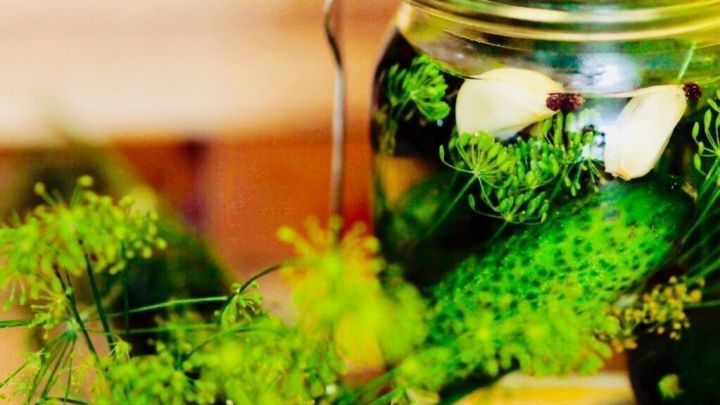 Eine knackige Gurke ragt aus einem Glas mit eingelegtem Gem&uuml;se, umgeben von frischem Dill auf einem Holztisch.