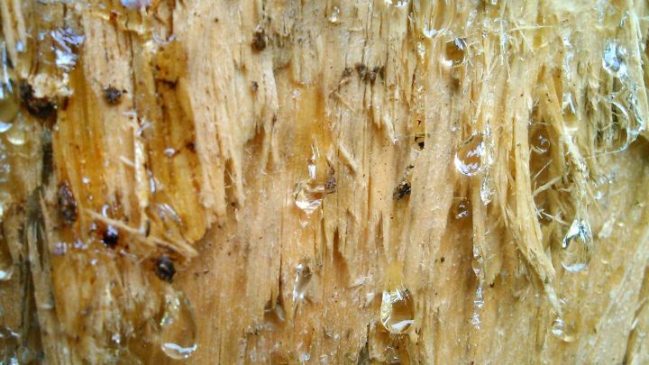 Baumharz tropft von einer Baumrinde in einer nat&uuml;rlichen Umgebung, sichtbar sind holzige Fasern und Harztropfen.