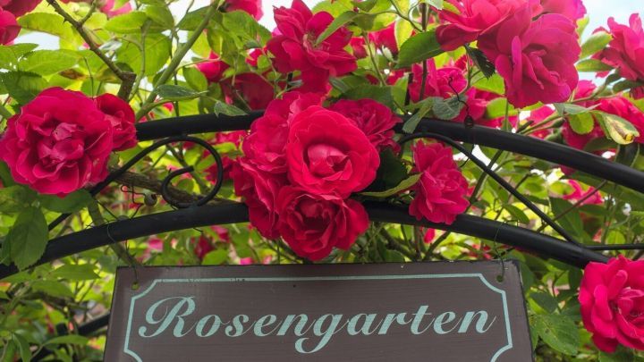 Wundersch&ouml;ne rote Rosen bl&uuml;hen pr&auml;chtig &uuml;ber einem Schild mit der Aufschrift &bdquo;Rosengarten&ldquo; in einem gr&uuml;nen Garten.