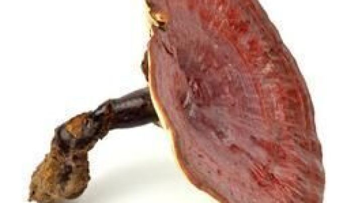 Ein roter Vitalpilz lehnt auf wei&szlig;em Hintergrund, zeigt seine seidenartige Oberfl&auml;che und einzigartiges Wachstumsmuster.