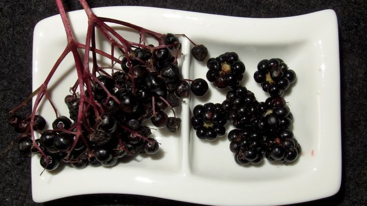 Schwarze Holunder- und Brombeeren liegen auf einem wei&szlig;en Teller, bereit zur Verarbeitung f&uuml;r Gelee.