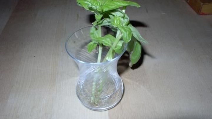 Ein Basilikumt&ouml;pfchen steht in einer Glasvase und w&auml;chst sichtbar, w&auml;hrend es auf einem Holztisch platziert ist.