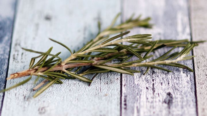 Rosmarin vor dem Frost retten Rosmarinöl herstellen Rezept