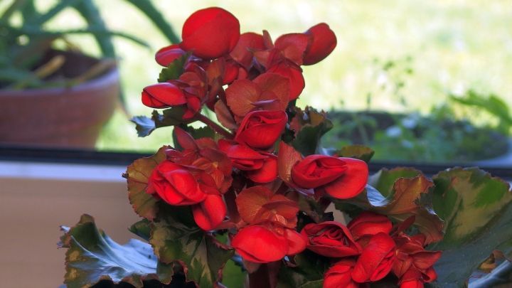 Rote Knollenbegonien bl&uuml;hen pr&auml;chtig in einem Topf, w&auml;hrend sie in sonnigem Raum f&uuml;r die &Uuml;berwinterung vorbereitet werden.
