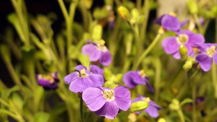 Bunte Blumen bl&uuml;hen mit Unterst&uuml;tzung von Traubenzucker als Blumend&uuml;nger in einem gr&uuml;nen Garten.