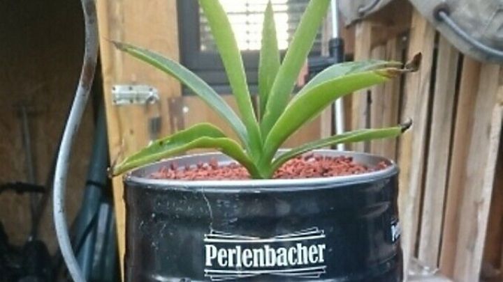 Ein schwarzer Blumentopf aus einem umgebauten Fass mit einer Pflanze, steht auf einem Tisch in einer Holzwerkstatt.