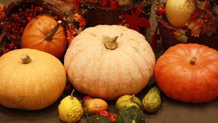 Bunte K&uuml;rbisse und Zierfr&uuml;chte liegen auf einem Tisch, umgeben von herbstlichen Dekorationen im Hintergrund.