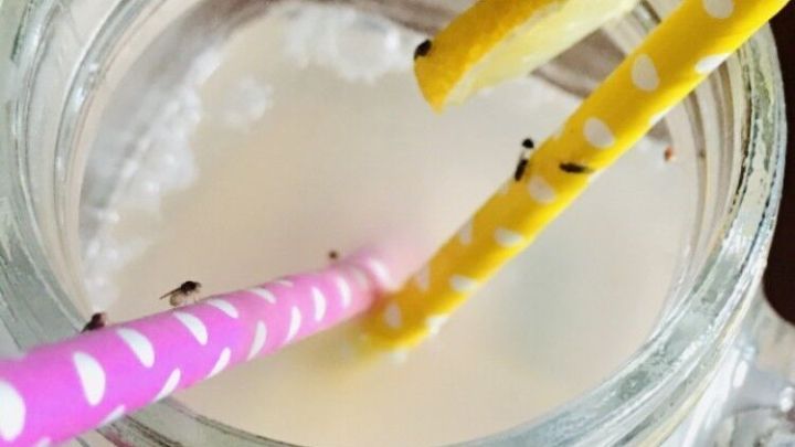 Ein Glas mit einer hellen Fl&uuml;ssigkeit und zwei bunten Strohhalmen, &uuml;ber denen Fruchtfliegen schweben.