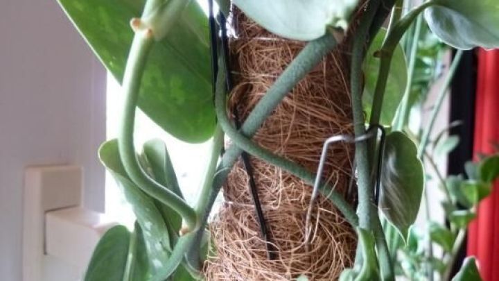 Rankpflanzen wachsen an einer Kletterhilfe, w&auml;hrend ihre Ranken sich um den stabilen Stamm winden, um Halt zu finden.