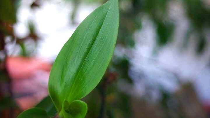 Gr&uuml;ne Bl&auml;tter einer Pflanze strahlen Frische aus, w&auml;hrend sie in sanftem Licht wachsen, was ihren neuen Zustand unterstreicht.