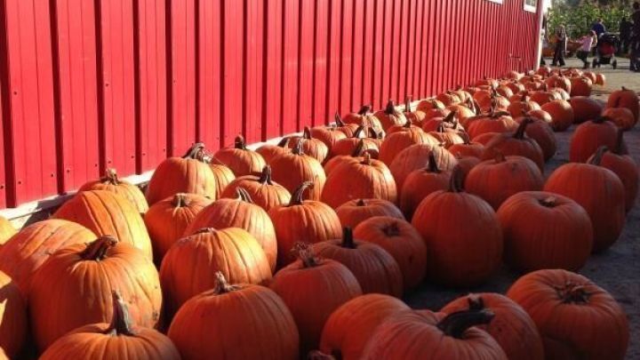 K&uuml;rbisse liegen in Reihen vor einer roten Scheune und leuchten in der Sonne, w&auml;hrend Menschen in der Ferne sichtbar sind.