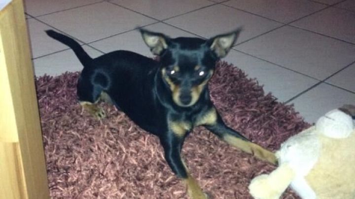 Ein kleiner Hund mit schwarzen und braunen Flecken spielt mit einem Stofftier auf einem weichen Teppich in einem Wohnzimmer.