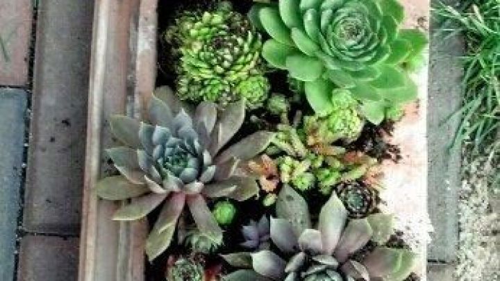 Garten Deko Dachziegel alte dachziegel als gartendeko nutzen frag mutti Garten Deko Dachziegel alte dachziegel als gartendeko nutzen frag mutti