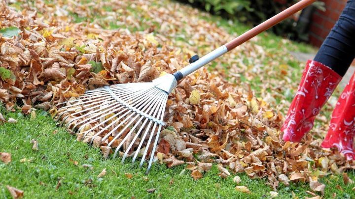 Ein Rechen schiebt bunte Laubhaufen &uuml;ber den gr&uuml;nen Rasen, um sie einfacher zum Kompost zu bringen.