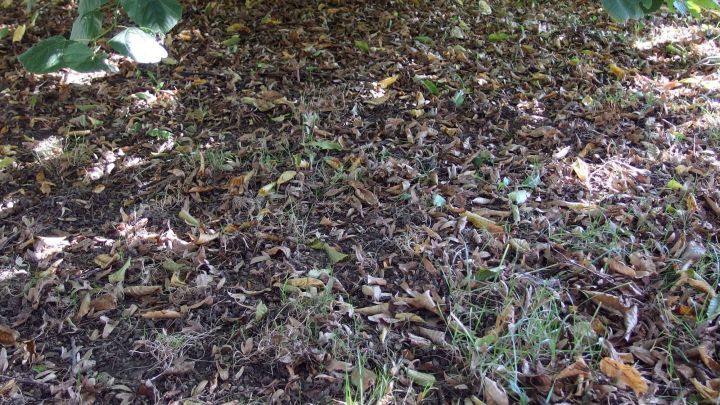 Ein verwilderter Boden ist mit Laub und trockenem Gras bedeckt, w&auml;hrend Schatten von B&auml;umen die Umgebung pr&auml;gt.