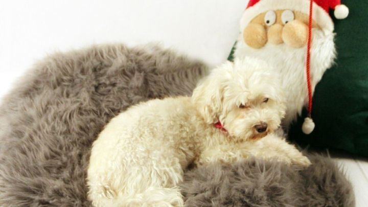 Ein kleiner Hund schl&auml;ft gem&uuml;tlich auf einem weichen Kissen neben einer weihnachtlichen Dekoration im Hintergrund.