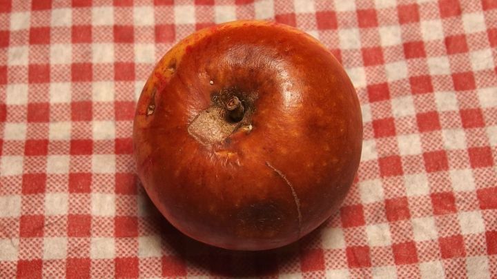 Ein schrumpeliger Apfel liegt auf einem roten karierten Tischtuch, bereit zur Herstellung von Marmelade.