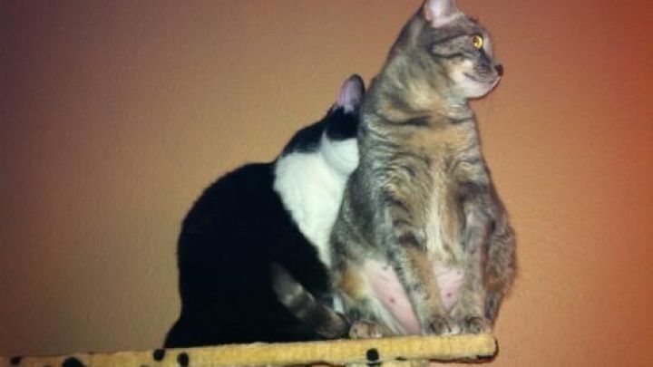 Zwei Katzen sitzen auf einem Kletterbaum und beobachten aufmerksam ihre Umgebung, w&auml;hrend sie sich entspannt gegen&uuml;berstehen.