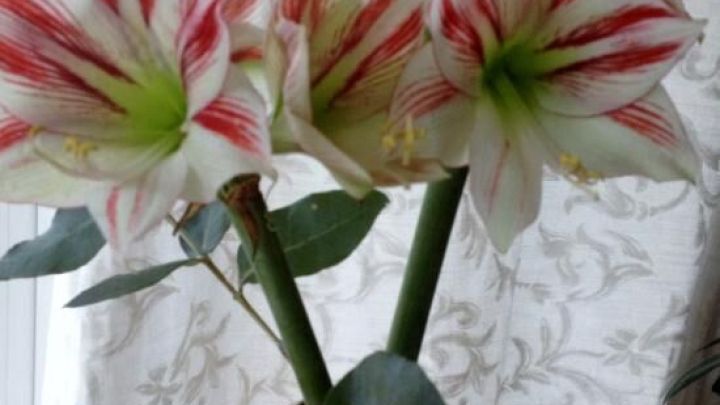 Amaryllis in einer Vase, mit roten und wei&szlig;en Bl&uuml;ten, steht auf einem Holztisch vor einem gemusterten Vorhang.
