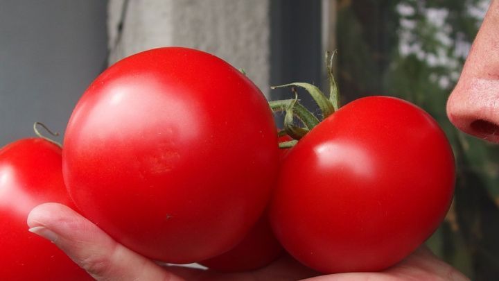 Eine Hand h&auml;lt gl&auml;nzende, rote Tomaten, w&auml;hrend eine Person in deren N&auml;he daran schnuppert, um den Geschmack zu testen.