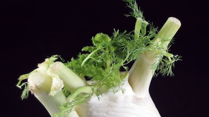 Fenchel mit zartem Gr&uuml;n w&auml;chst kr&auml;ftig, vor schwarzem Hintergrund dargestellt, zeigt frische, gesunde Triebe.