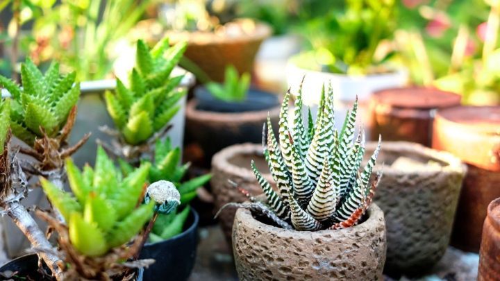 Kakteen stehen in rustikalen T&ouml;pfen auf einem Tisch in einem hellen Garten, umgeben von weiteren Gr&uuml;npflanzen in T&ouml;pfen.