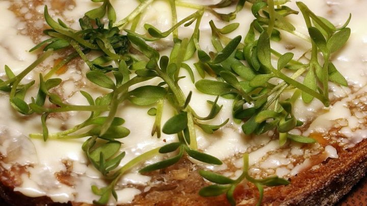 Frisches Kresse-Kraut wird auf einem belegten Brot verteilt, das auf einem rustikalen Holztisch serviert wird.