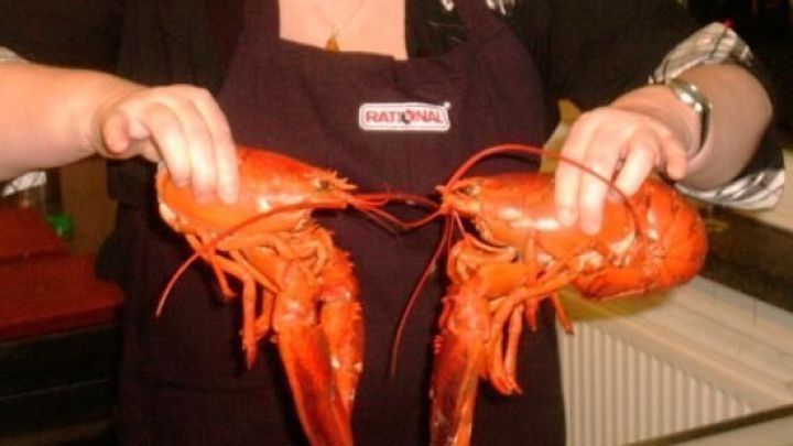 Zwei rote Krustentiere werden von einer Person in einer schwarzen Sch&uuml;rze gehalten, w&auml;hrend sie in einer K&uuml;che stehen.