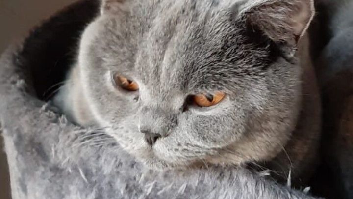 Eine graue Katze liegt entspannt in einem runden, weichen Liegeplatz und beobachtet die Umgebung mit interessierten Augen.