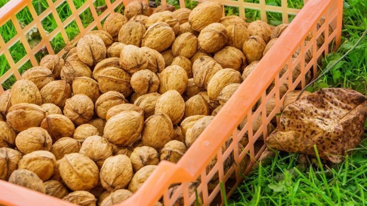 Ein Korb voller Waln&uuml;sse liegt auf gr&uuml;nem Gras, bereit zum Einsammeln und Genie&szlig;en der Ernte.