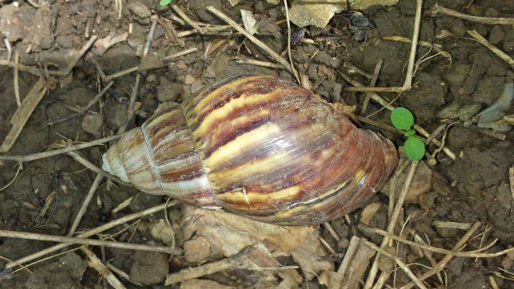 Eine gro&szlig;e Schnecke liegt auf dem Boden, umgeben von Erde und trockenem Laub, w&auml;hrend junge Pflanzen daneben sprie&szlig;en.