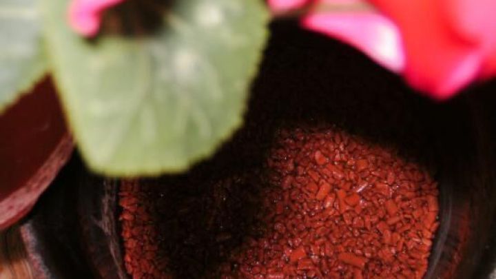 Eine Blume w&auml;chst in einem Blumentopf mit Erde, w&auml;hrend die oberste Erdschicht trocken ist, um Staun&auml;sse zu vermeiden.