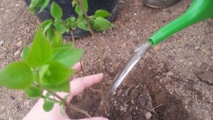 Spare beim Blumengie&szlig;en Wasser, indem Du das saubere Kondenswasser aus dem Trockner daf&uuml;r nutzt, wie hier beim Pflanzen gezeigt.