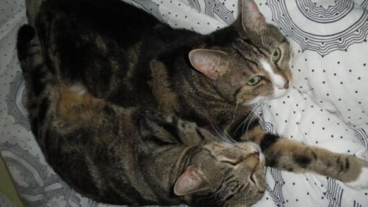 Zwei getigerte Katzen kuscheln sich auf einer gemusterten Decke aneinander, entspannt und ruhig liegend.