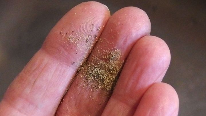 Eine Hand h&auml;lt eine kleine Menge gr&uuml;nes Katzentoiletten-Sandgranulat, das m&ouml;glicherweise f&uuml;r Katzen als Ablenkung gedacht ist.