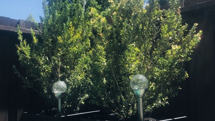 Gro&szlig;e K&uuml;belpflanzen stehen in Pflanzt&ouml;pfen, umgeben von sonnigem Himmel und einer ruhigen Gartenumgebung.